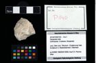 Foto (Objekt + Etikett) von Decapoda indet.  (NHMW-GEO-2014-0194-0140)